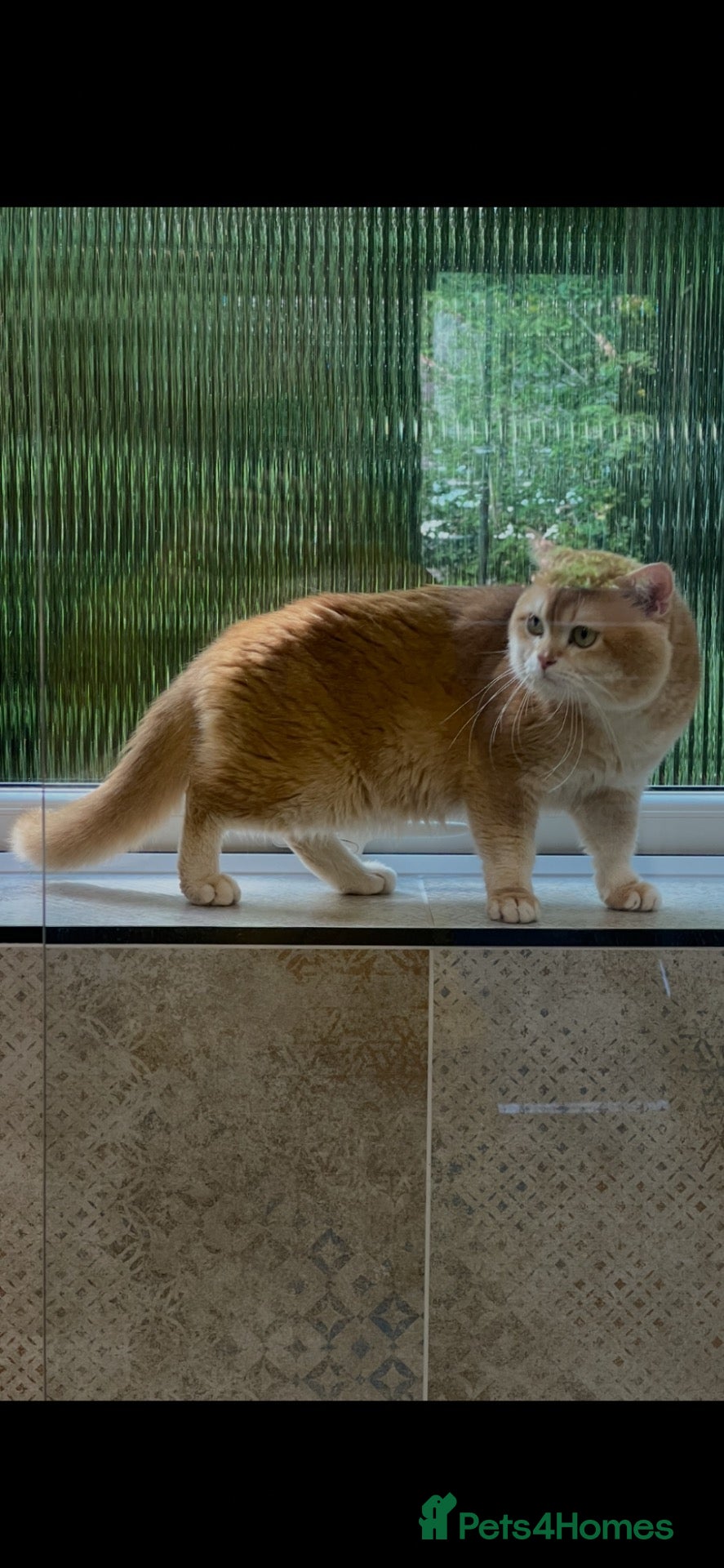 British Shorthair cats Cinnamon Golden Active Boy For Sale - Advert 3
