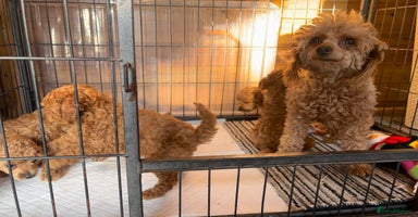 Toy Poodle dogs - Advert 13