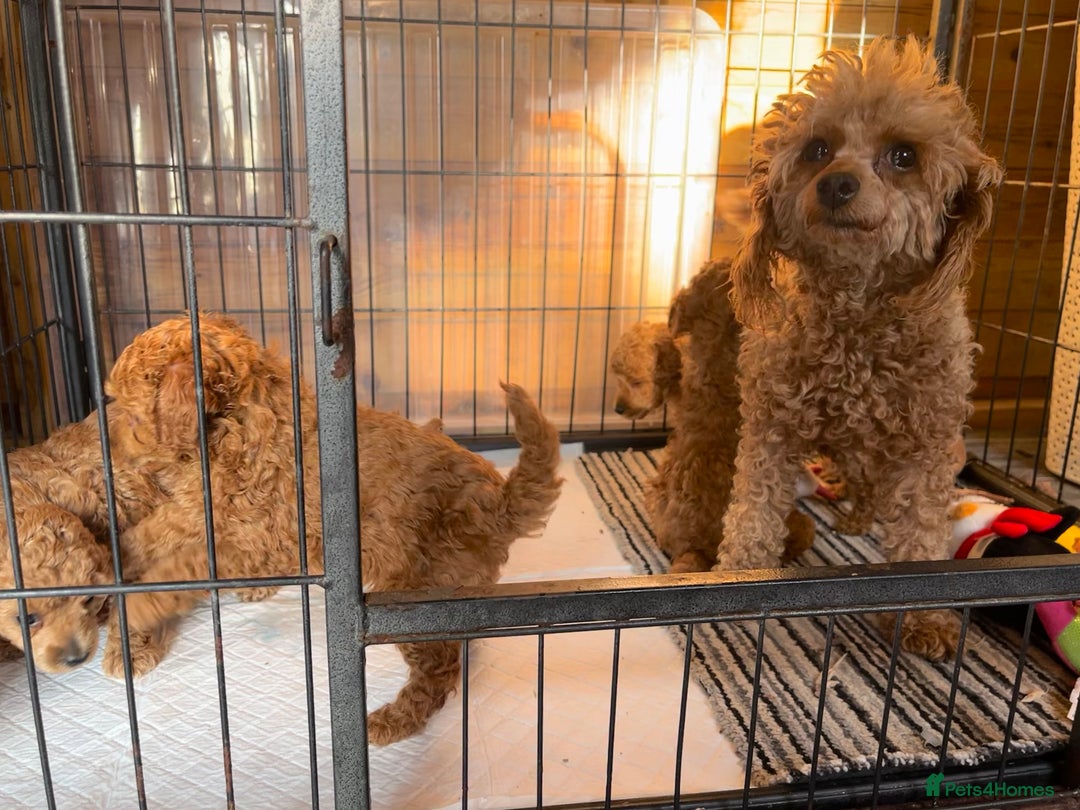 Toy Poodle dogs for sale: 🐶❤️ KC Registered Red Toy Poodle Puppies ❤️🐶 - Image 3