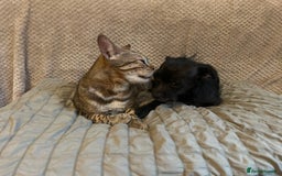 Chorkie dogs for sale: Beautiful chihuahua cross  - Image 2
