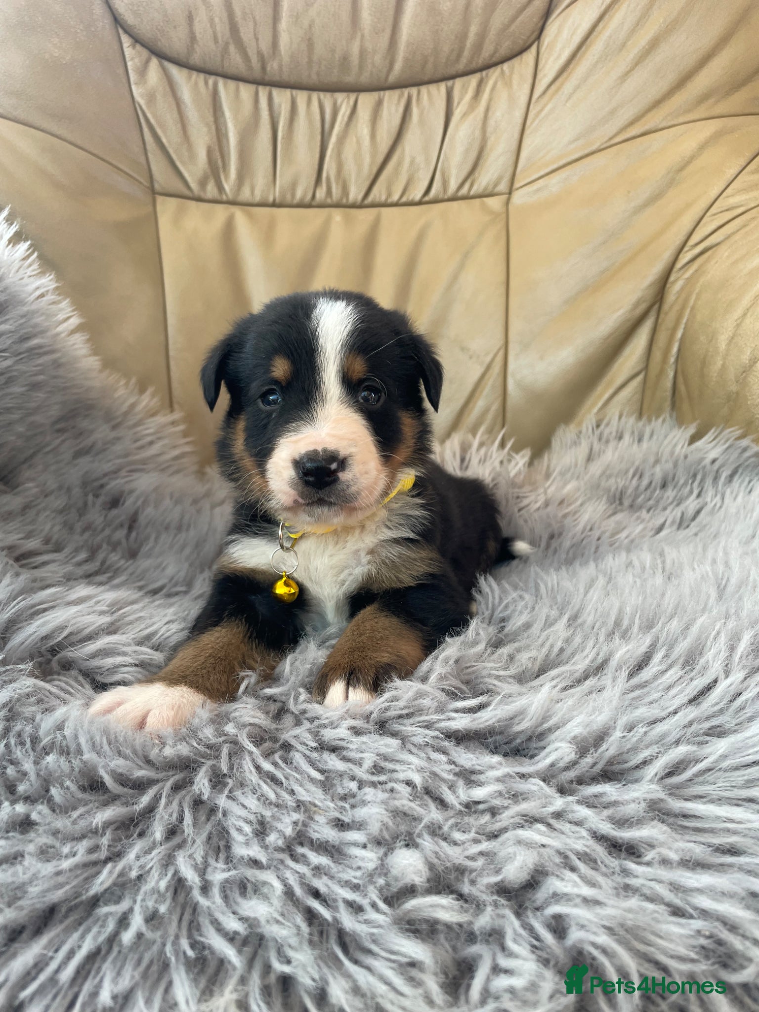 Bernese Mountain Dog dogs Bordernese boys and girls - Advert 2