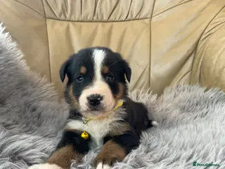 Bernese Mountain Dog dogs Bordernese boys and girls - Advert 2