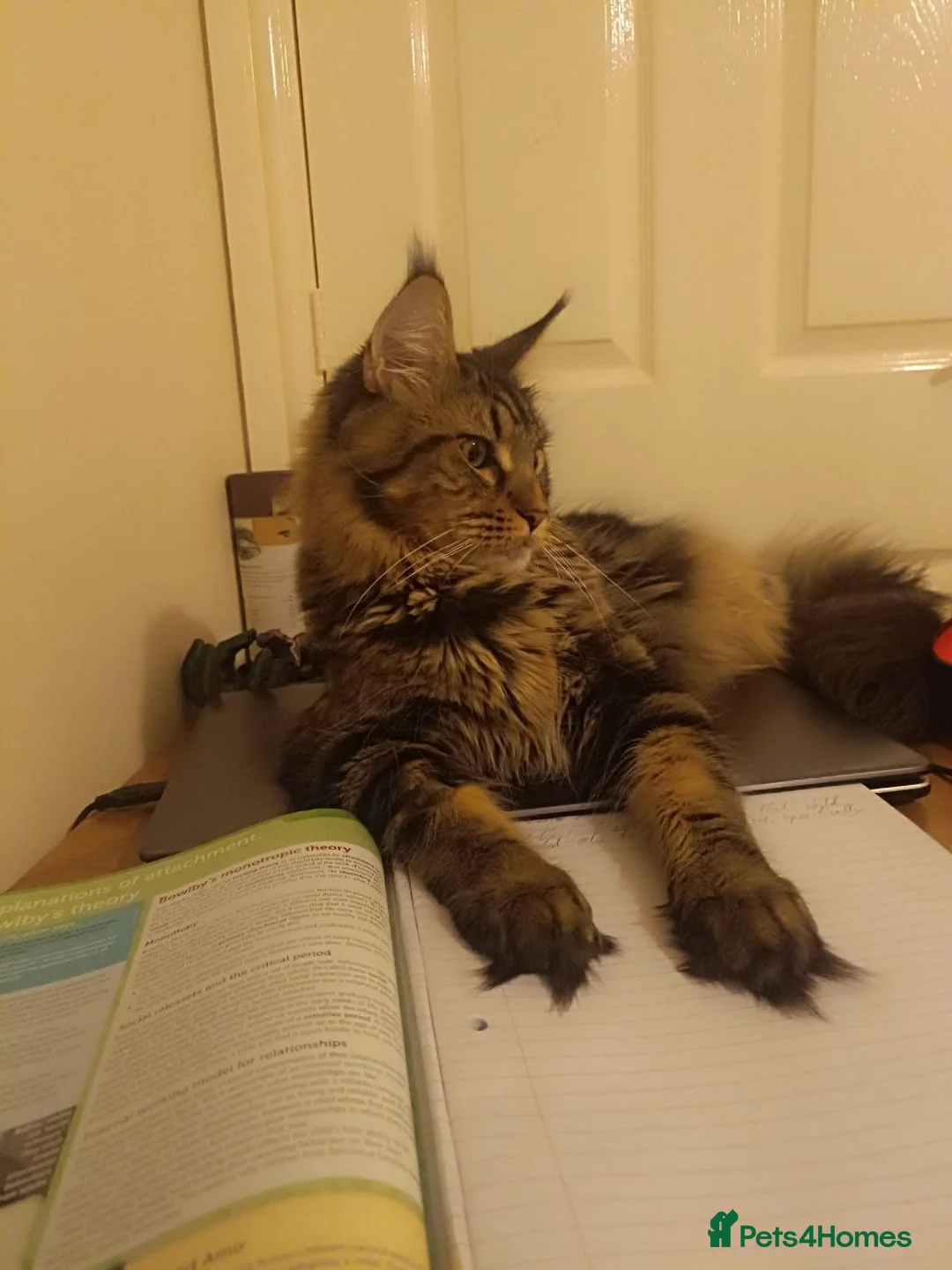 Maine Coon cats for sale: 2 mainne coon kittens - Advert 1