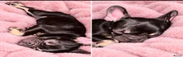 French Bulldog dogs for sale: Beautiful Black & Tan French Bulldog in London - Advert 3