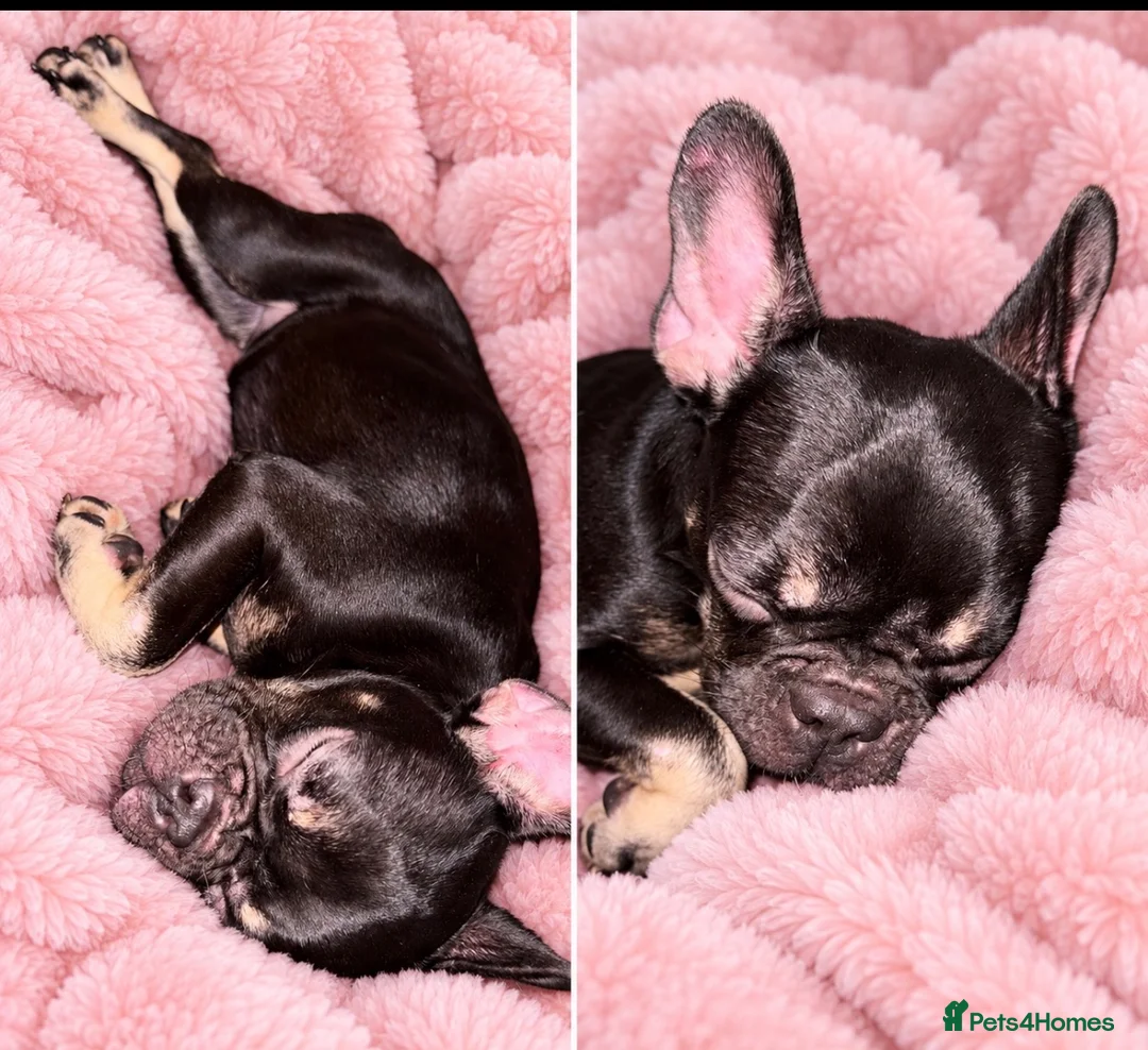 French Bulldog dogs for sale: Beautiful Black & Tan French Bulldog in London - Advert 3