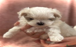 Maltese dogs for sale: Korean Maltese - 2 boys available  - Advert 21