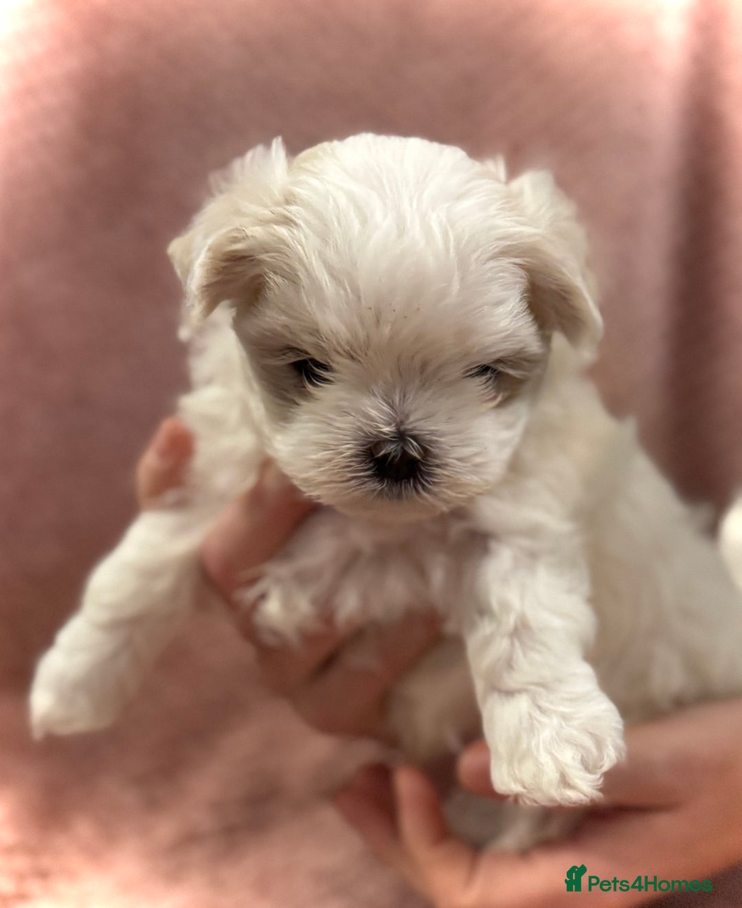 Maltese dogs for sale: Korean Maltese - 2 boys available  - Advert 21