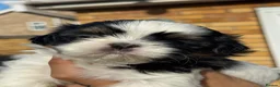 Shih Tzu dogs for sale: LAST DOBIE BOY LEFT LICENSED BREEDER  - Advert 4