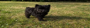 Pomeranian 1