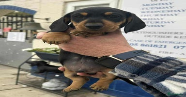 Miniature Dachshund dogs - Advert 10