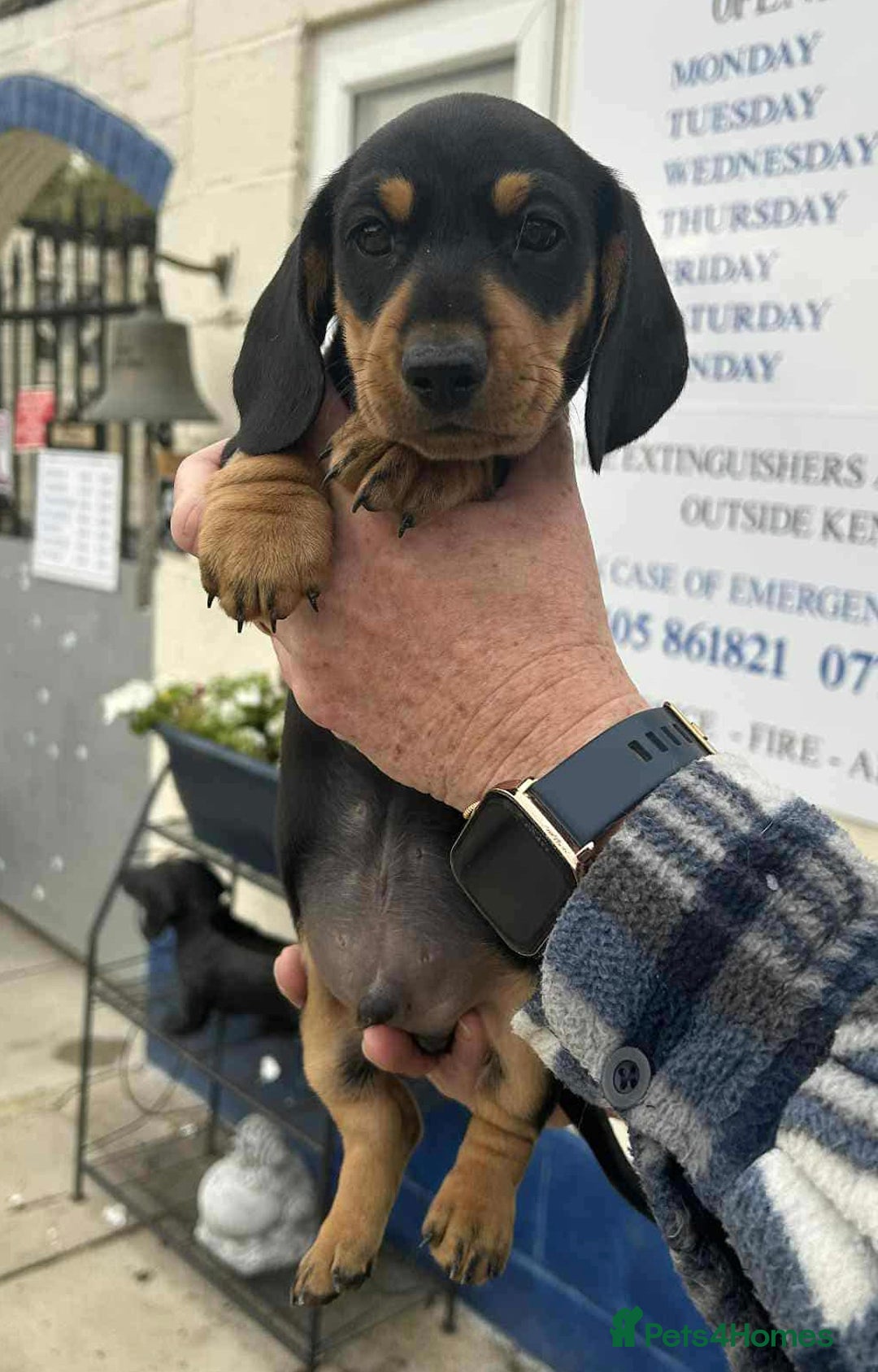 Miniature Dachshund dogs for sale: Miniature smooth haired dachshunds  - Image 2