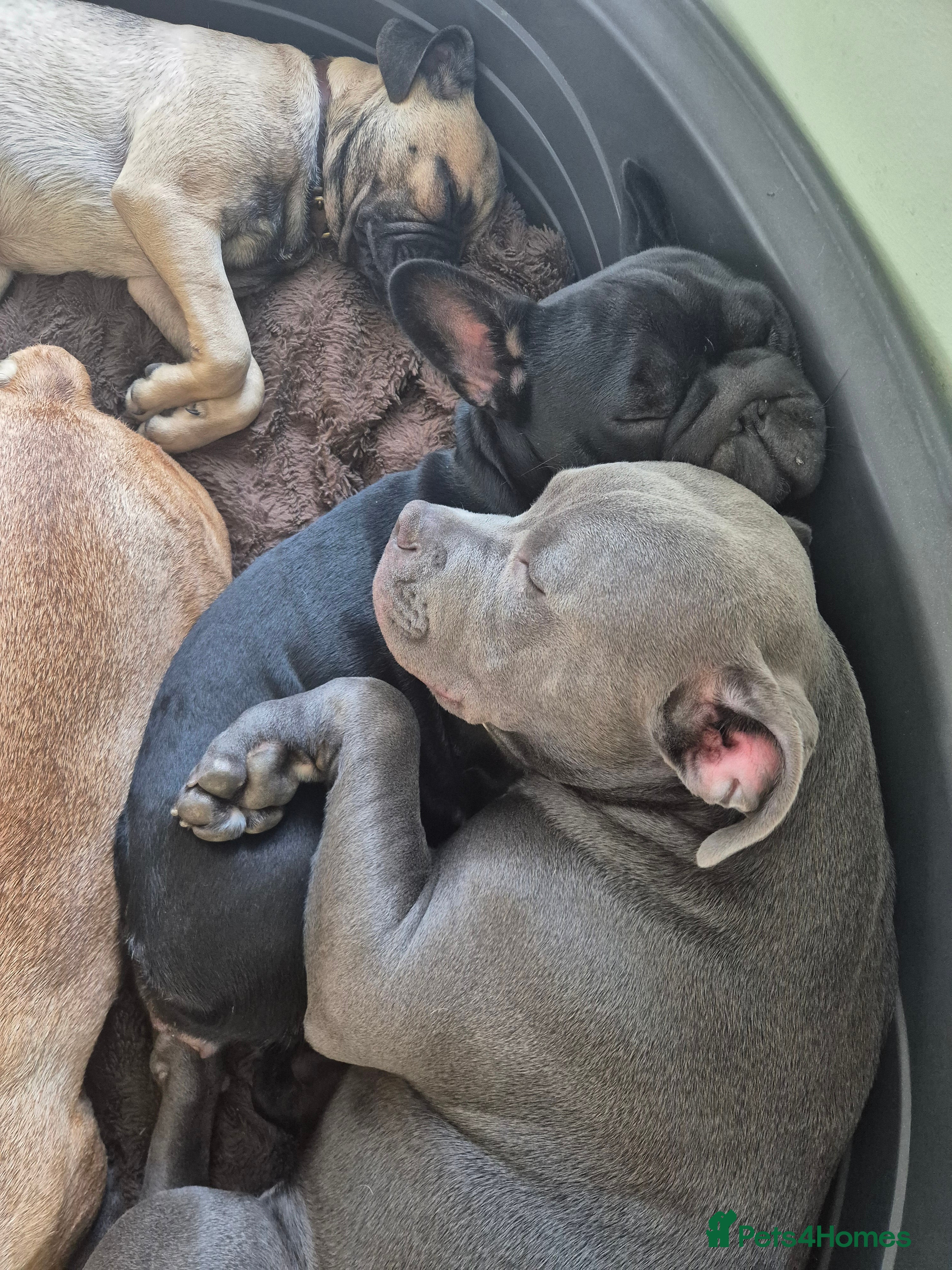 Mixed Breed dogs Blue staffy x - Advert 4