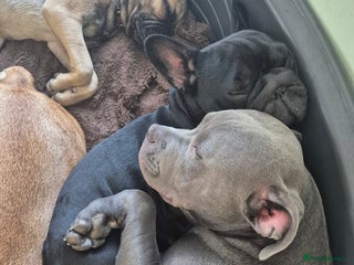 Mixed Breed dogs Blue staffy x - Advert 11