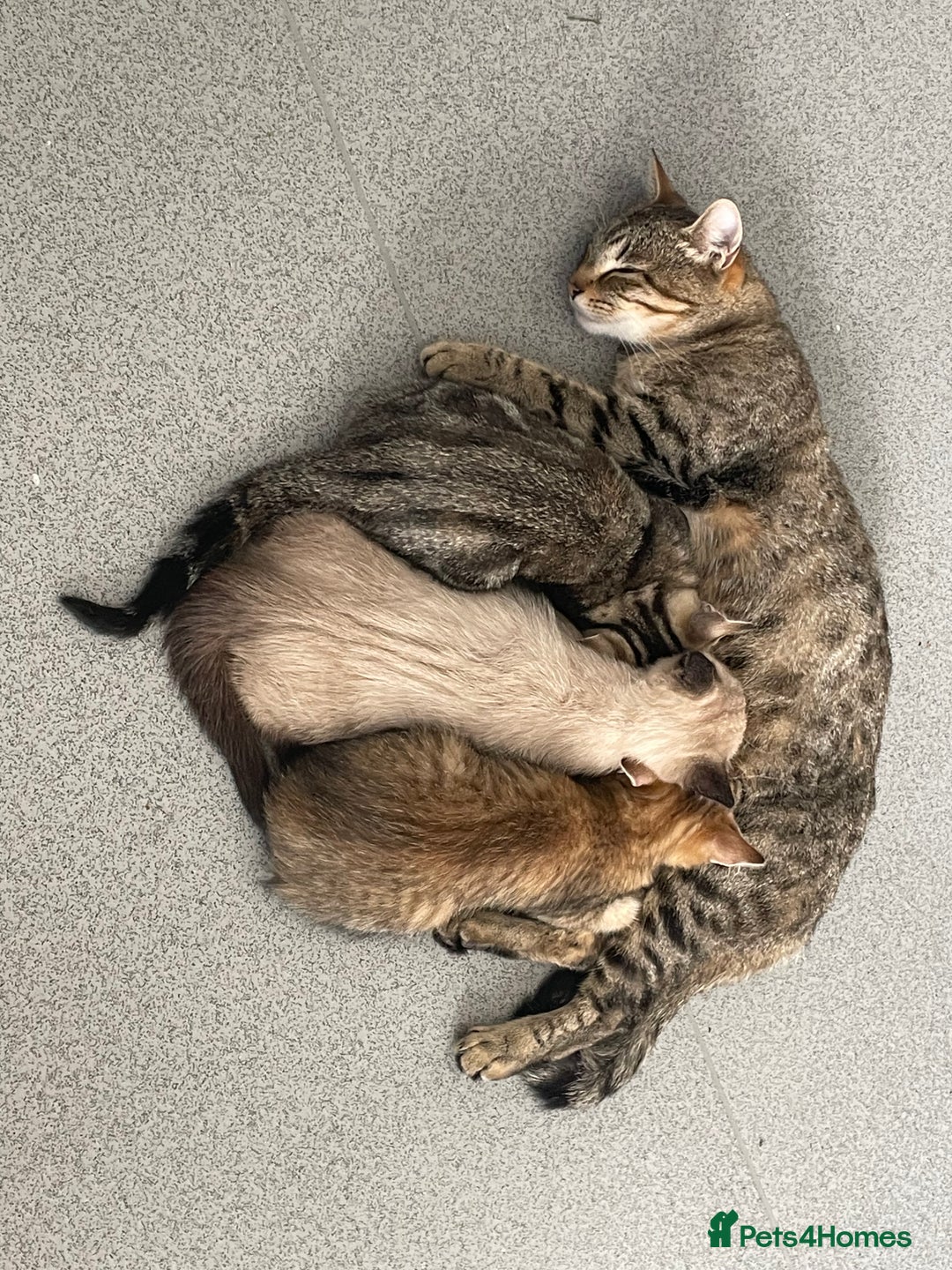 Bengal cats for sale: 3 black and 3 bengal kittens (1 male) - Image 17