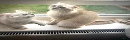 Scottish Fold cats for sale: 😻Stunning Scottish fold/straight kittens❤️😍😻 - Advert 6