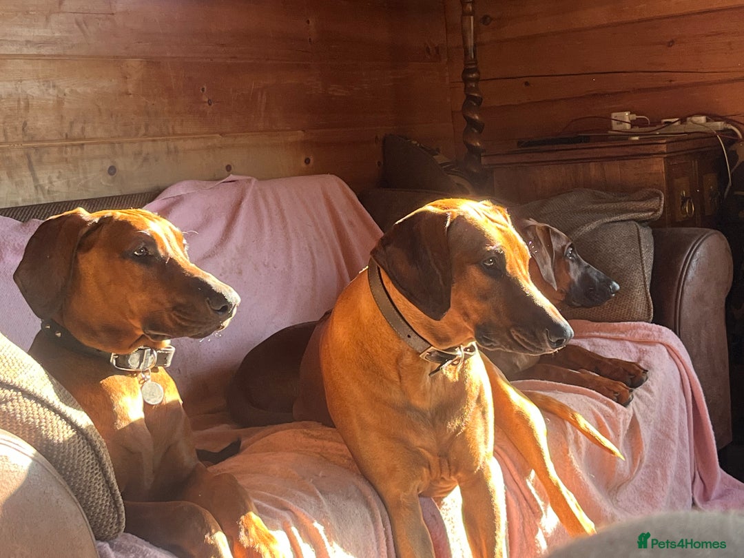 Mixed Breed dogs for sale: Rhodesian Ridgeback Cross Doberman - Image 3