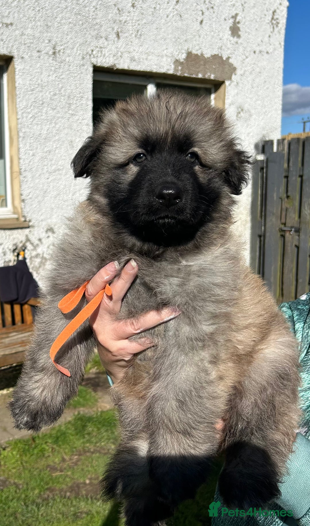 German Shepherd dogs for sale: KC Long Coats Ready To Leave Soon!  - Image 1