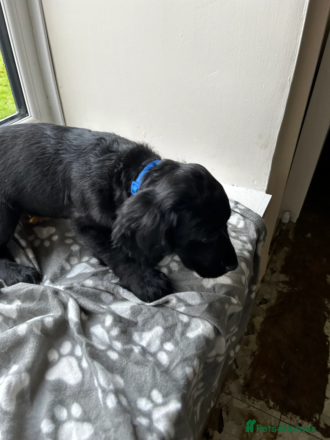 Cocker Spaniel dogs for sale: ✨ Cuddles Await from our Cocker Spaniel Pups  - Advert 19