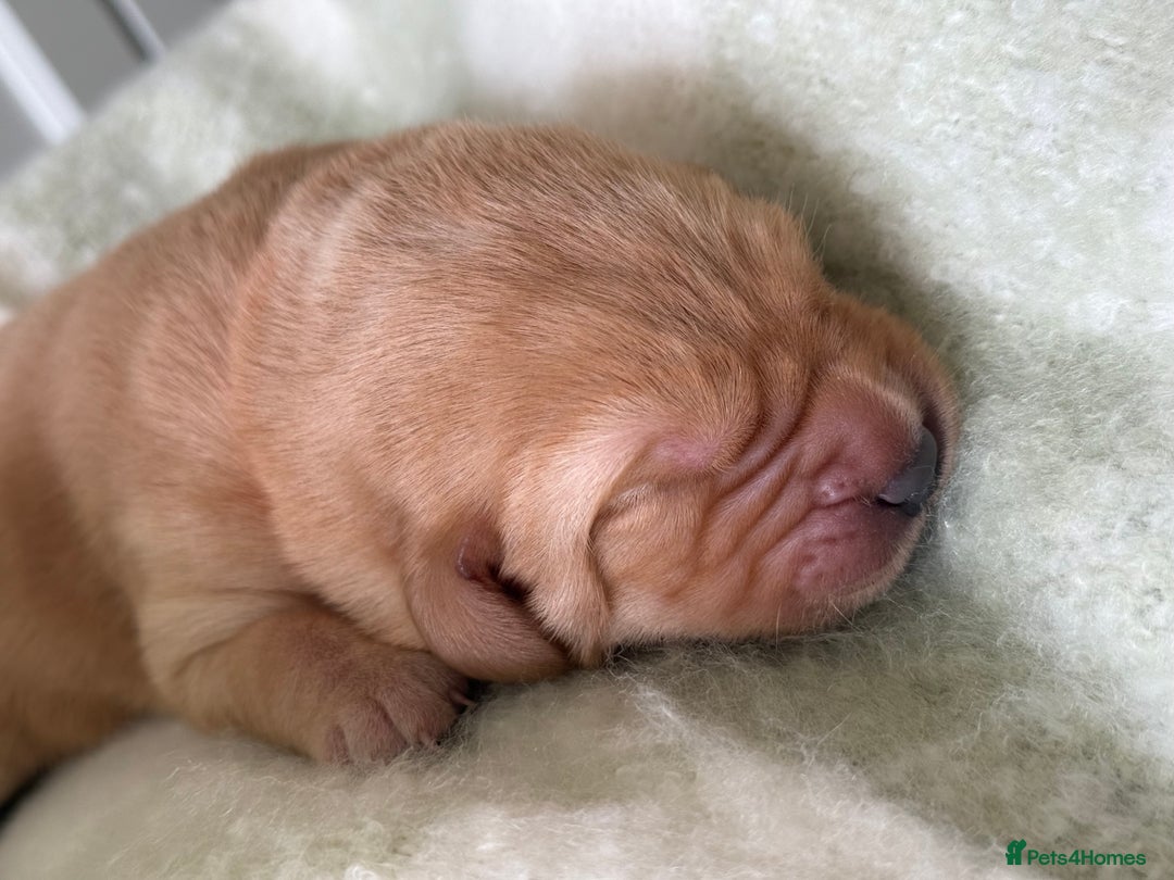 Labrador Retriever dogs for sale: Labrador pups service quality assured - Image 14