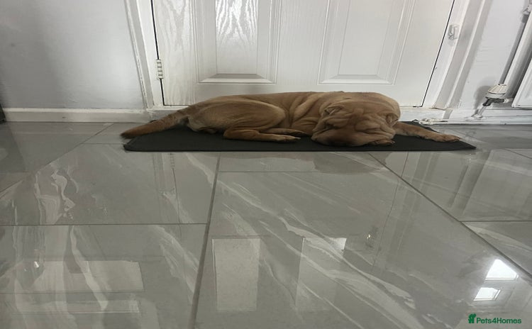 Shar Pei dogs - Advert 1