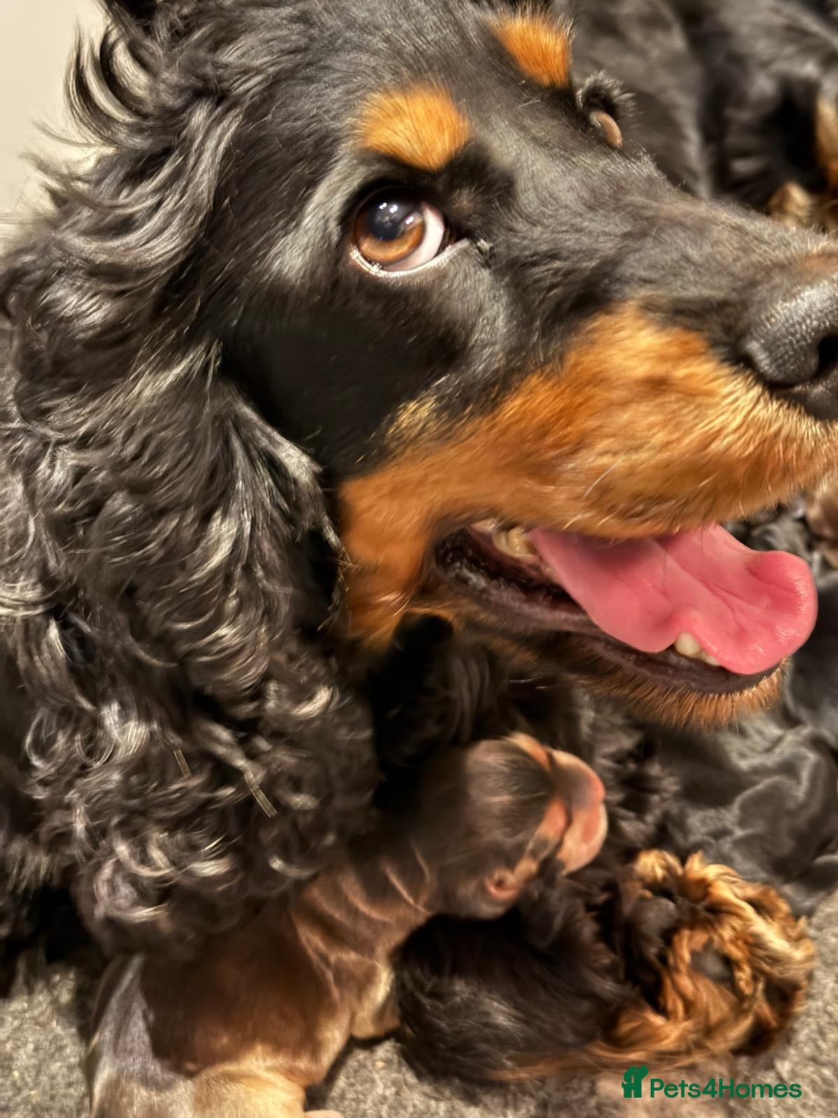 Cocker Spaniel dogs Health Tested KC Reg Showline Cocker Spaniel Pups - Advert 2