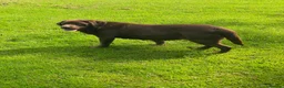 Labrador Retriever dogs for sale: Chocolate Labrador KC Puppies, Ready 13/9/26 - Advert 7
