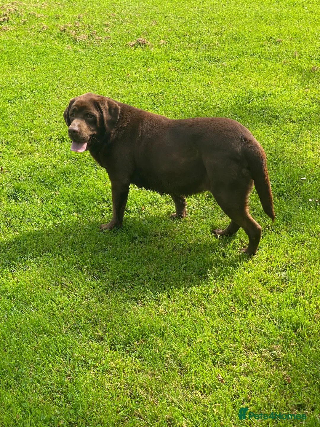 Labrador Retriever dogs for sale: Chocolate Labrador KC Puppies, Ready 13/9/26 - Advert 7