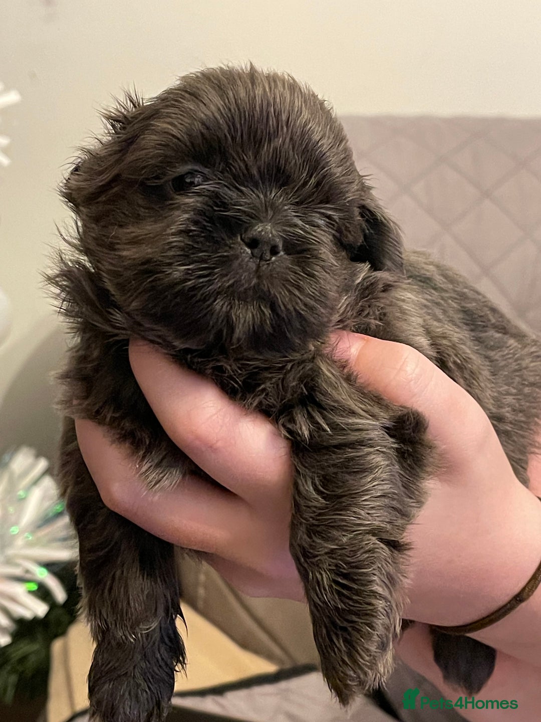 Shih Tzu dogs for sale: imperial karishishi shih tzu - Advert 6