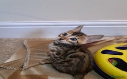 Bengal cats for sale: Stunning TICA Bengals - Image 13