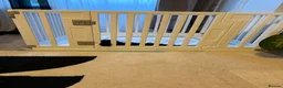 Miniature Poodle dogs for sale: Miniature Poodle- Waltham Abbey  - Advert 10