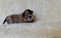 Lhasapoo dogs for sale: 9 stunning lhasapoo’s  - Image 13
