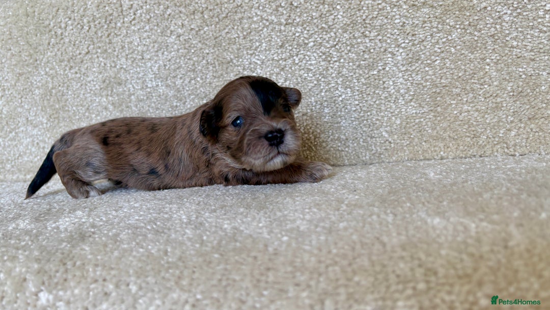 Lhasapoo dogs for sale: 9 stunning lhasapoo’s  - Image 13
