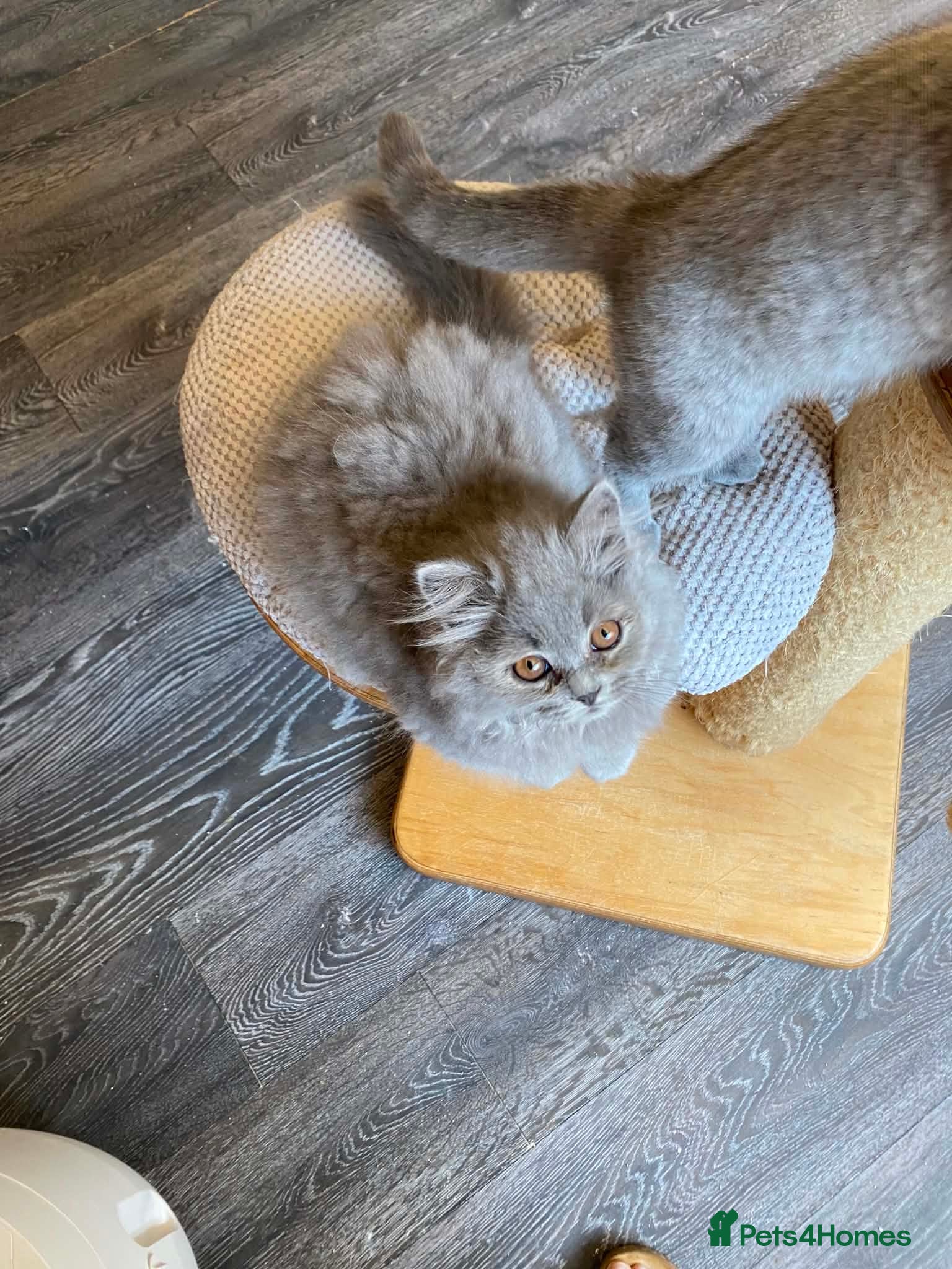 British Shorthair cats Blue longhair male blue shorthair female  - Advert 1