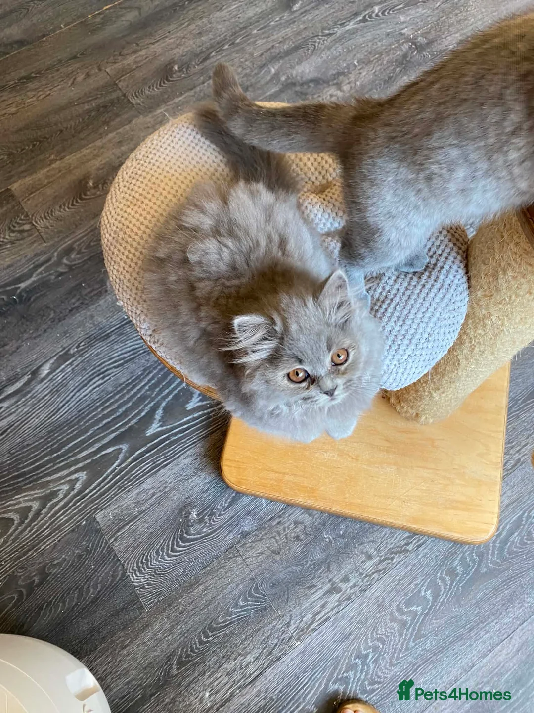 British Shorthair cats for sale: Blue longhair male blue shorthair female  - Advert 1