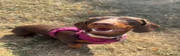 Dachshund dogs for sale: Female Dachshund for Sale - 1 Years old - Advert 3