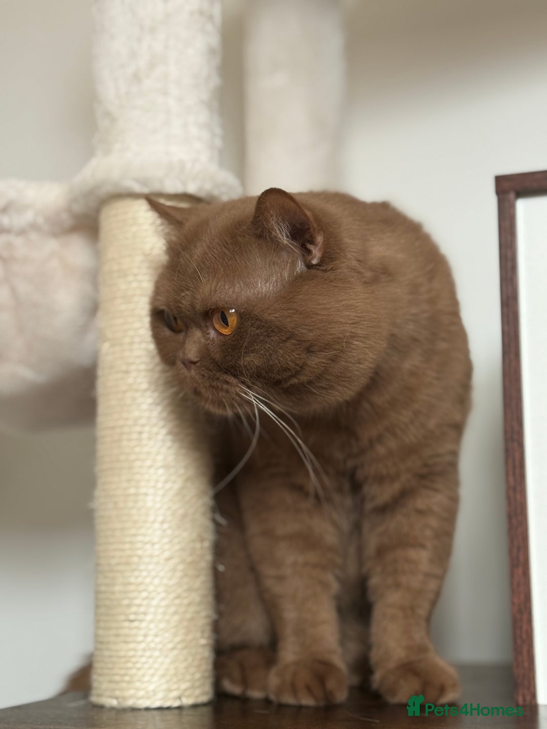 British Shorthair cats for sale: Cinnaon bsh male stud for sale  - Image 5