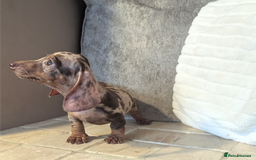 Miniature Dachshund dogs for sale: Miniature dachshund puppies  - Image 8