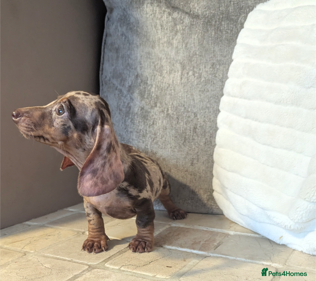 Miniature Dachshund dogs for sale: Miniature dachshund puppies  - Image 8