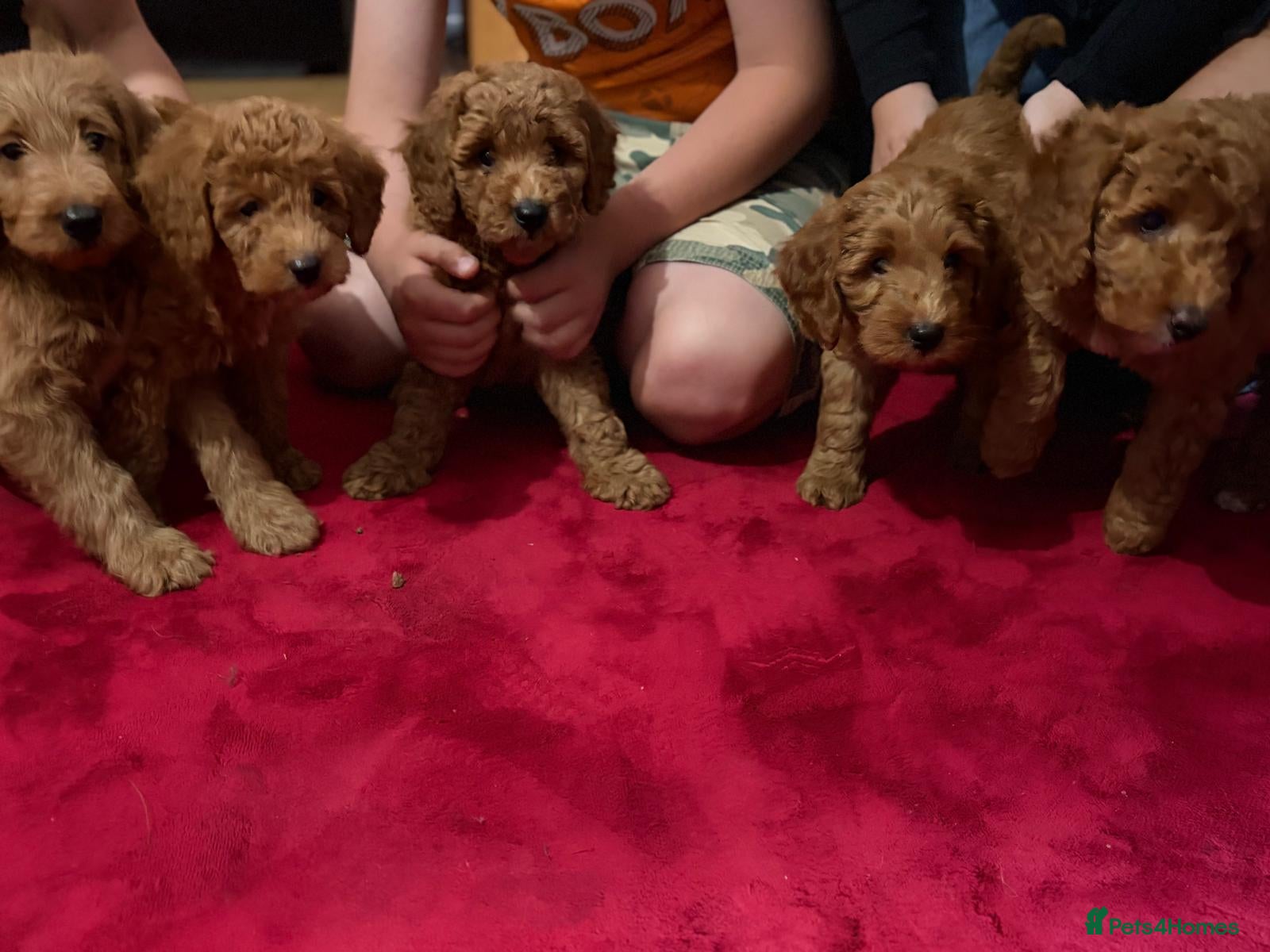 Labradoodle dogs Labradoodle puppies - Advert 1