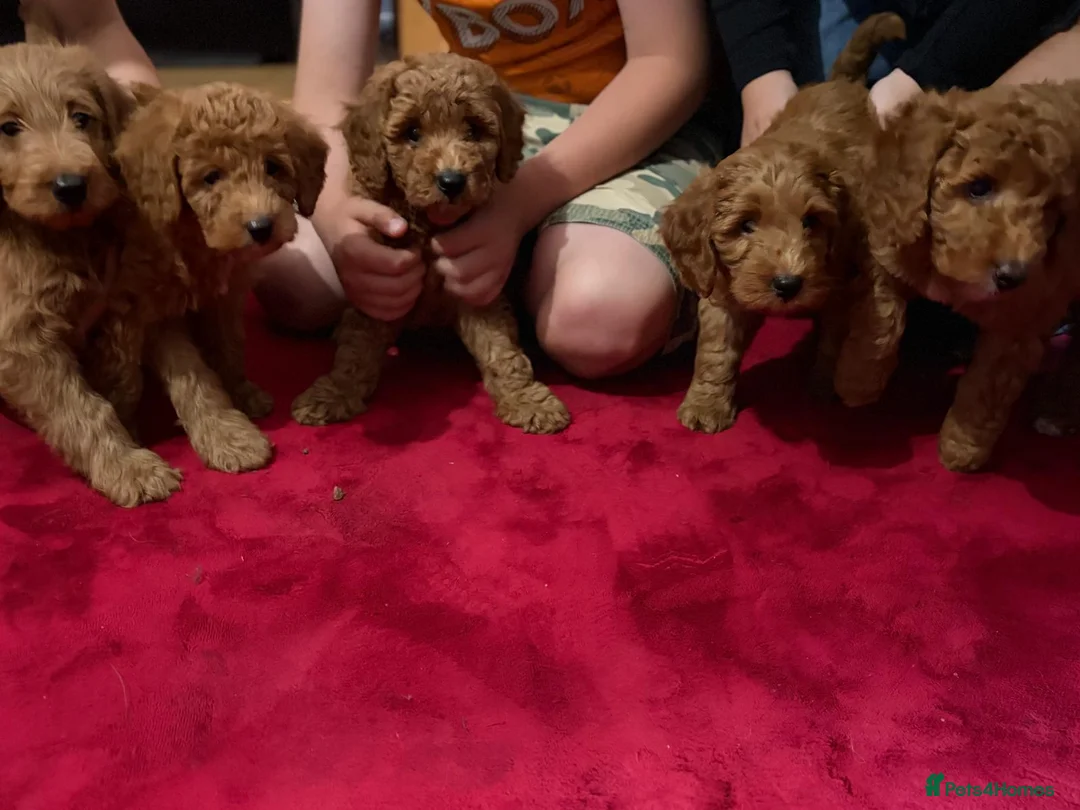 Labradoodle dogs for sale: Labradoodle puppies - Advert 1