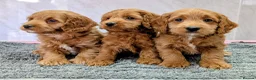 Cockapoo dogs for sale: Licensed breeder, health tested F1 cockapoo pups - Advert 11