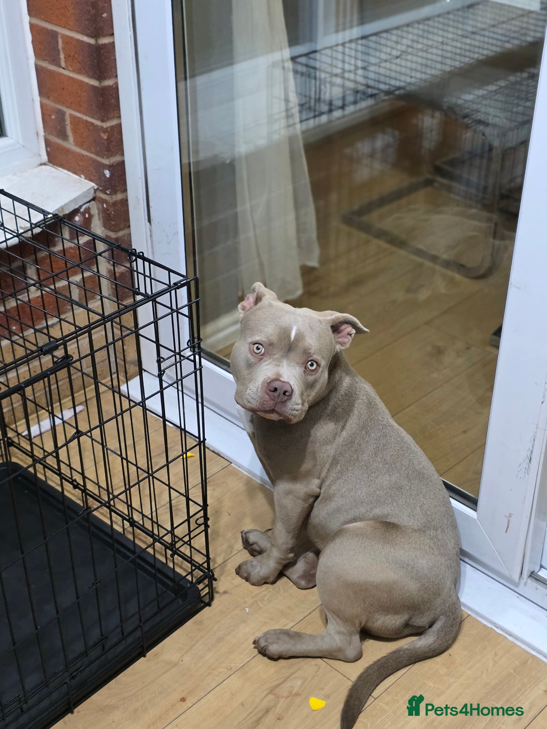 American Bully dogs for sale: American bully  - Image 2