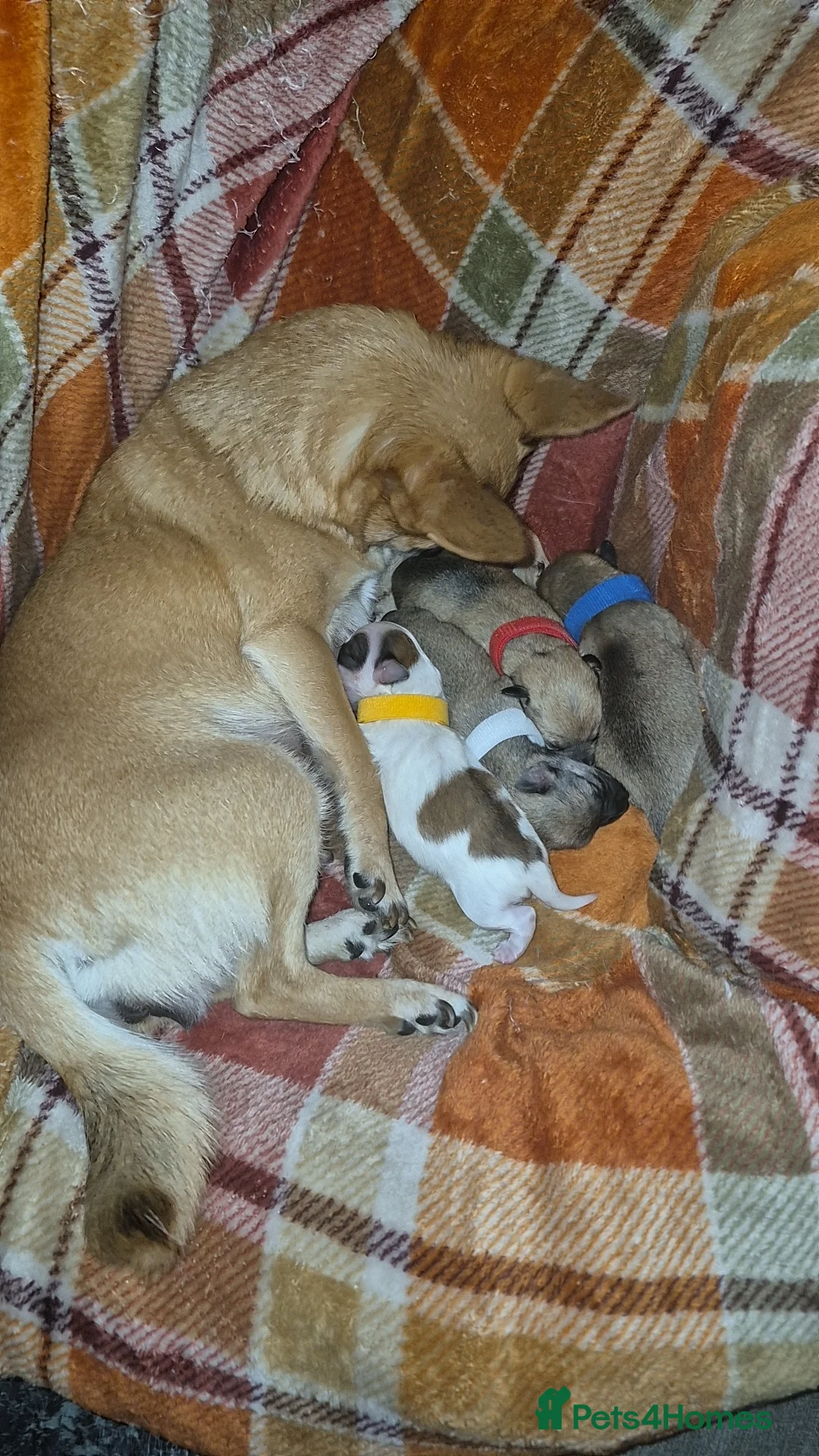 Mixed Breed dogs for sale: Adorable Chihuahua/Maltese mix - Advert 7