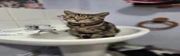 Domestic Shorthair cats for sale: Domestic Short Hair Mix Bengal  in Leatherhead - Advert 3