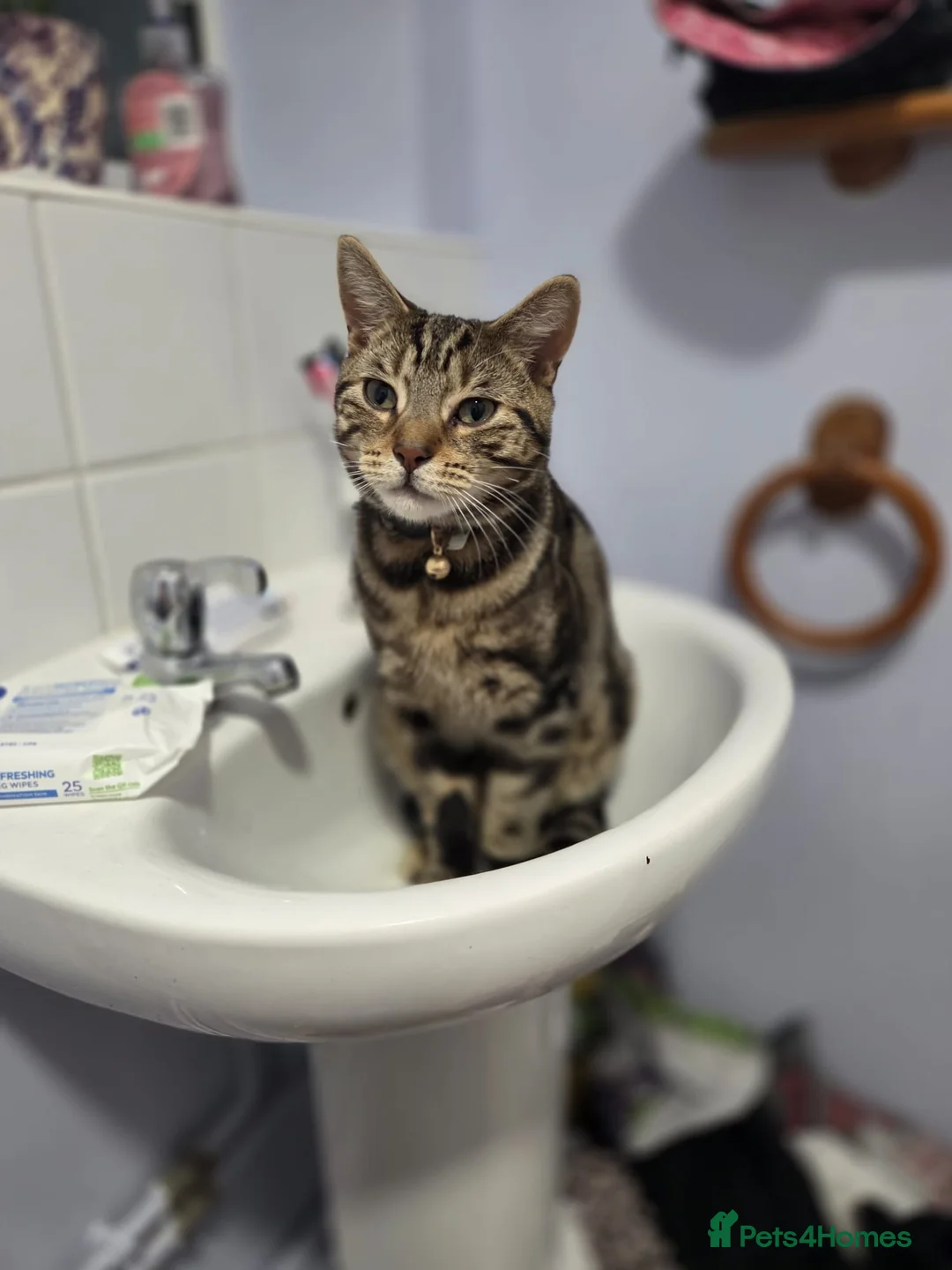Domestic Shorthair cats for sale: Domestic Short Hair Mix Bengal  in Leatherhead - Advert 3