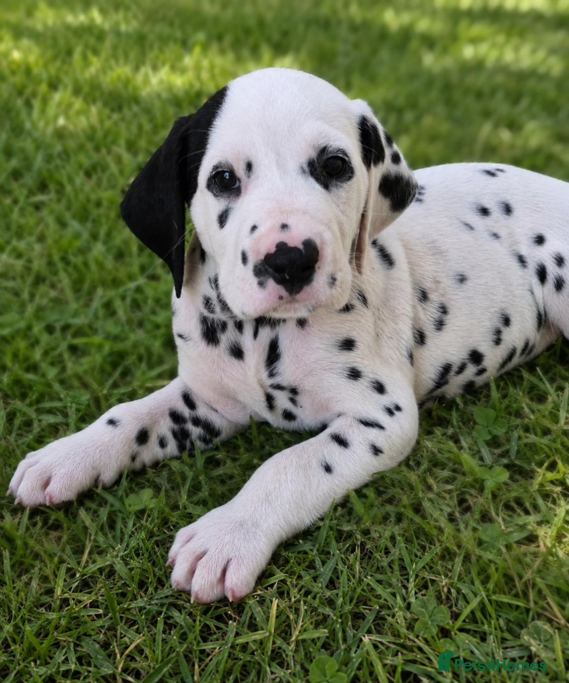 Dalmatian dogs *FULLY HEARING* SUPERB KC REGISTERED DALMATIANS - Advert 1