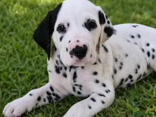 Dalmatian dogs *FULLY HEARING* SUPERB KC REGISTERED DALMATIANS - Advert 1