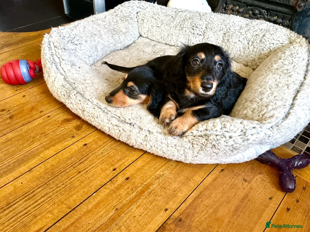 Miniature Dachshund dogs for sale: KC reg mini longhaired dachshund pups 1 girl2xboys - Advert 31