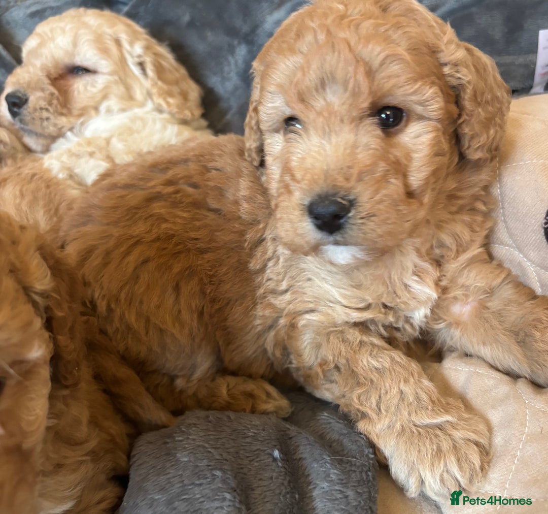 Cockapoo dogs for sale: Cockapoo Puppies – Well Socialised and beautiful  - Advert 7