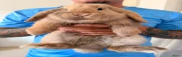 Mini Lop rabbits for sale: Boy/Girl Mini Lops in Derby - Advert 2